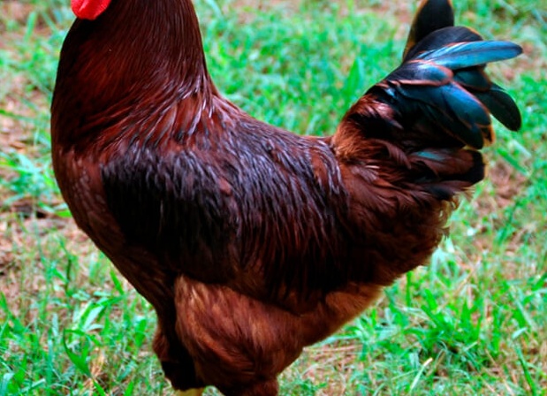 Куры породы Род-айленд Куры породы Род-айленд