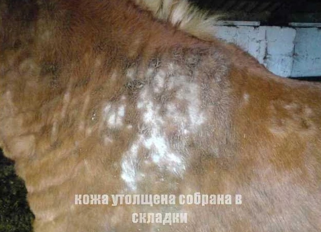 Дерматологические заболевания лошадей Дерматологические заболевания лошадей