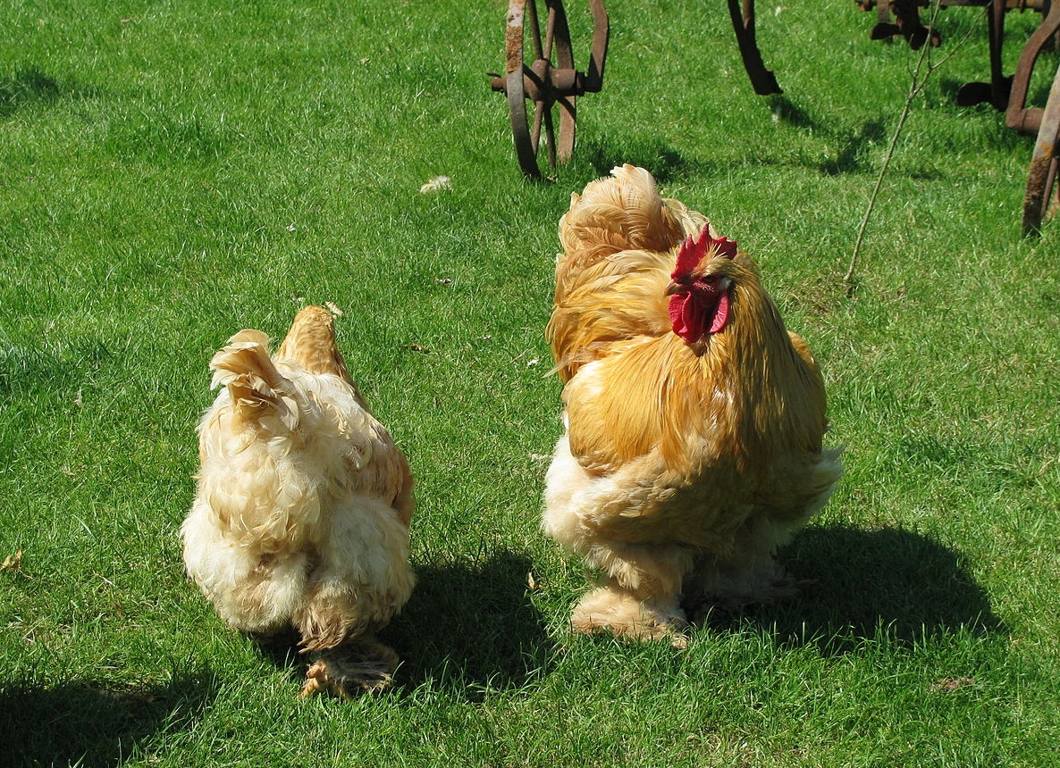 Мясные куры Кохинхин и описание их видов