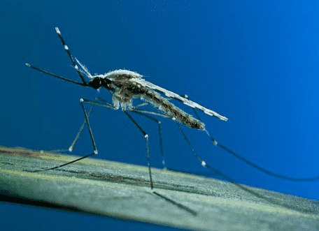 Почему комары не умирают от малярии? Почему комары не умирают от малярии?