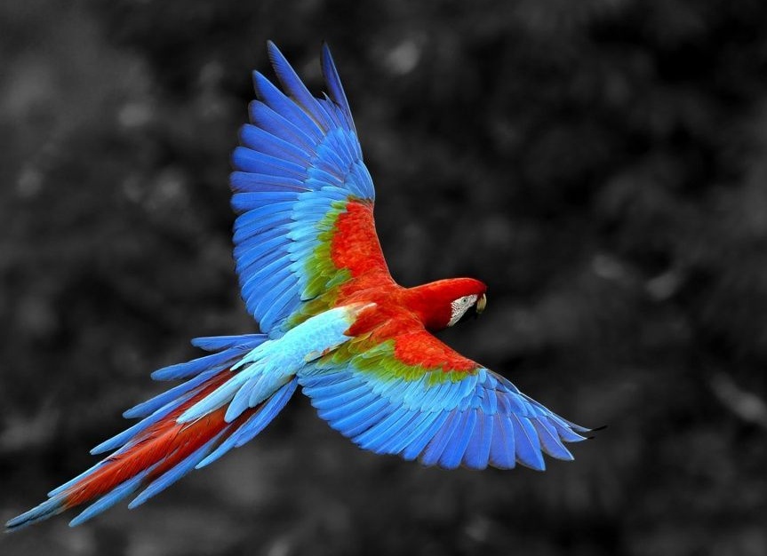 Попугай какапо(совиный попугай) – чудо природы