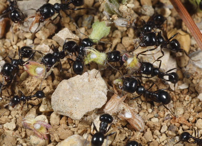 Маленький мозг насекомых решает большие проблемы