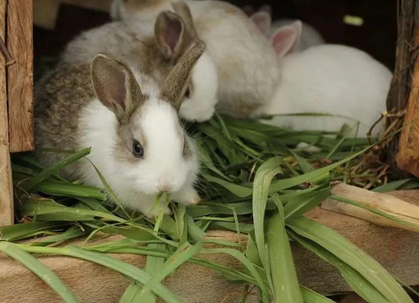 Кормление кроликов в домашних условиях Кормление кроликов в домашних условиях