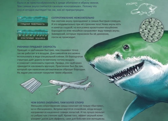 Морской лев. Образ жизни и среда обитания морского льва.