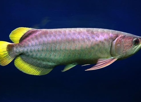 Арована Арована