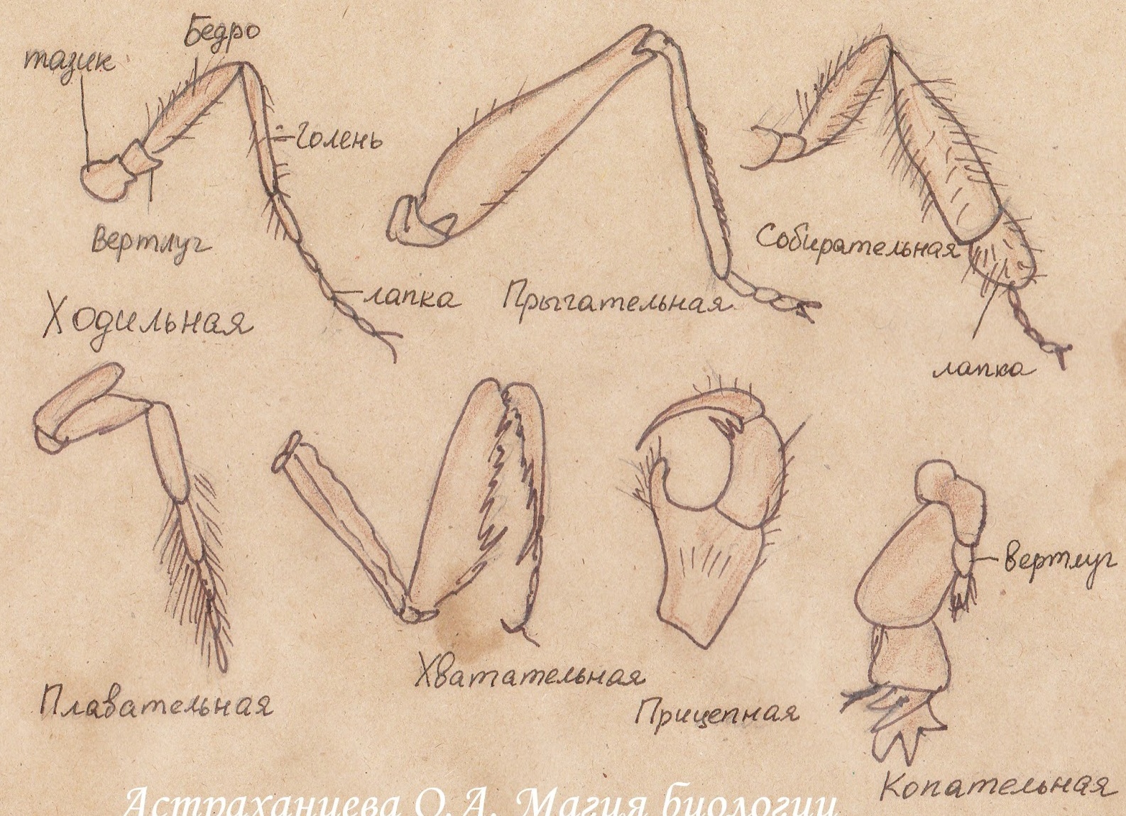 Конечности у насекомых Конечности у насекомых