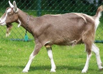 Описание и характеристики продуктивности Тоггенбургской породы коз Описание и характеристики продуктивности Тоггенбургской породы коз