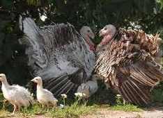 Интенсивная современная технология выращивания индюков.