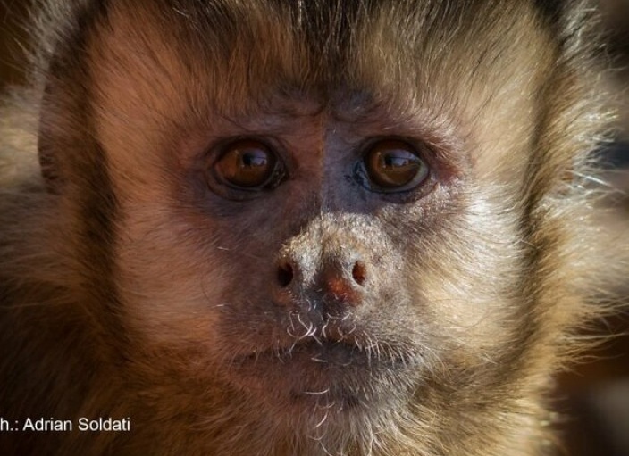 Деньги: эксперемент над обезьянами