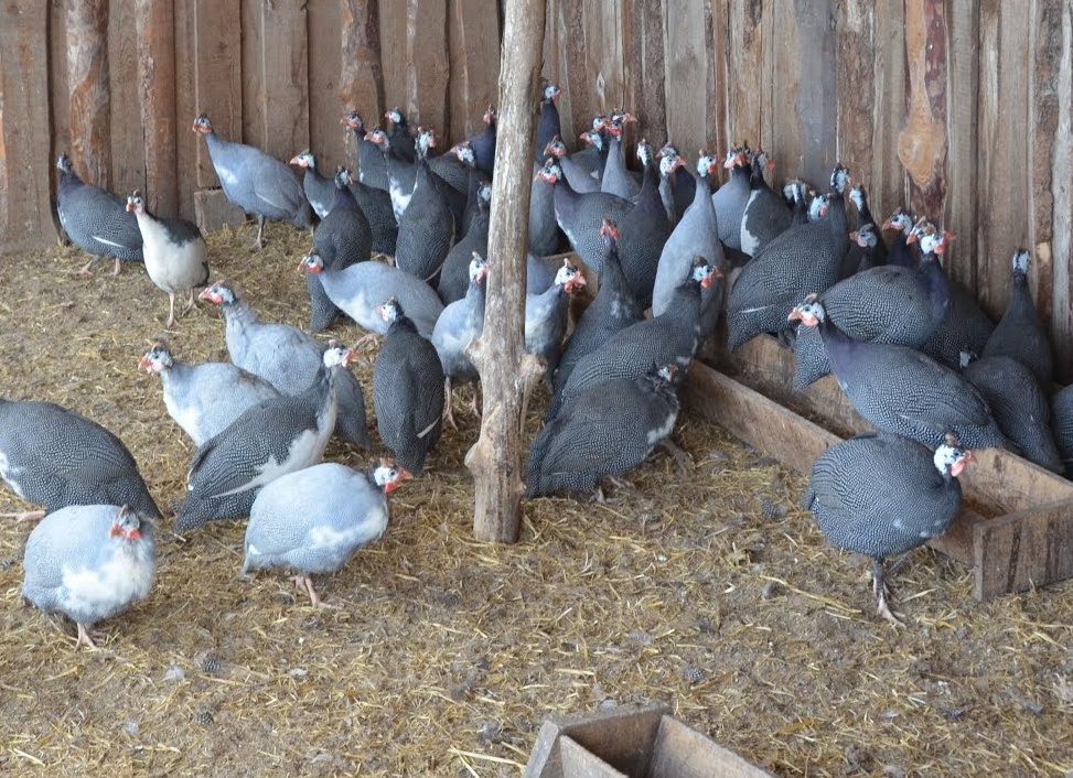 Особенности разведения цесарок в домашних условиях Особенности разведения цесарок в домашних условиях