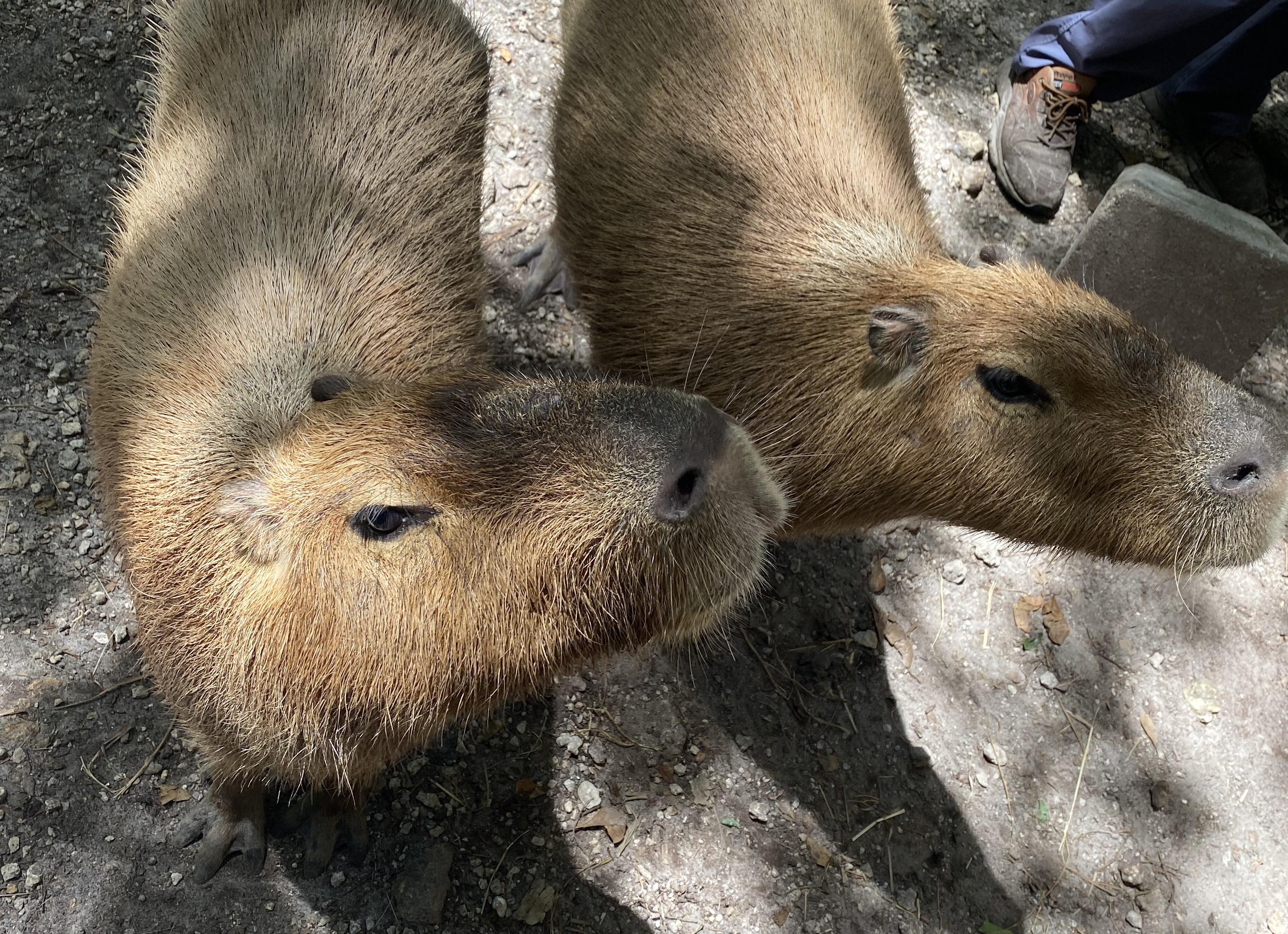 Змеи. Самые удачливые хищники на Земле. Виды змей.