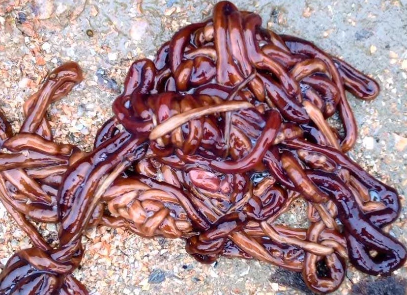 Самое длинное в мире животное