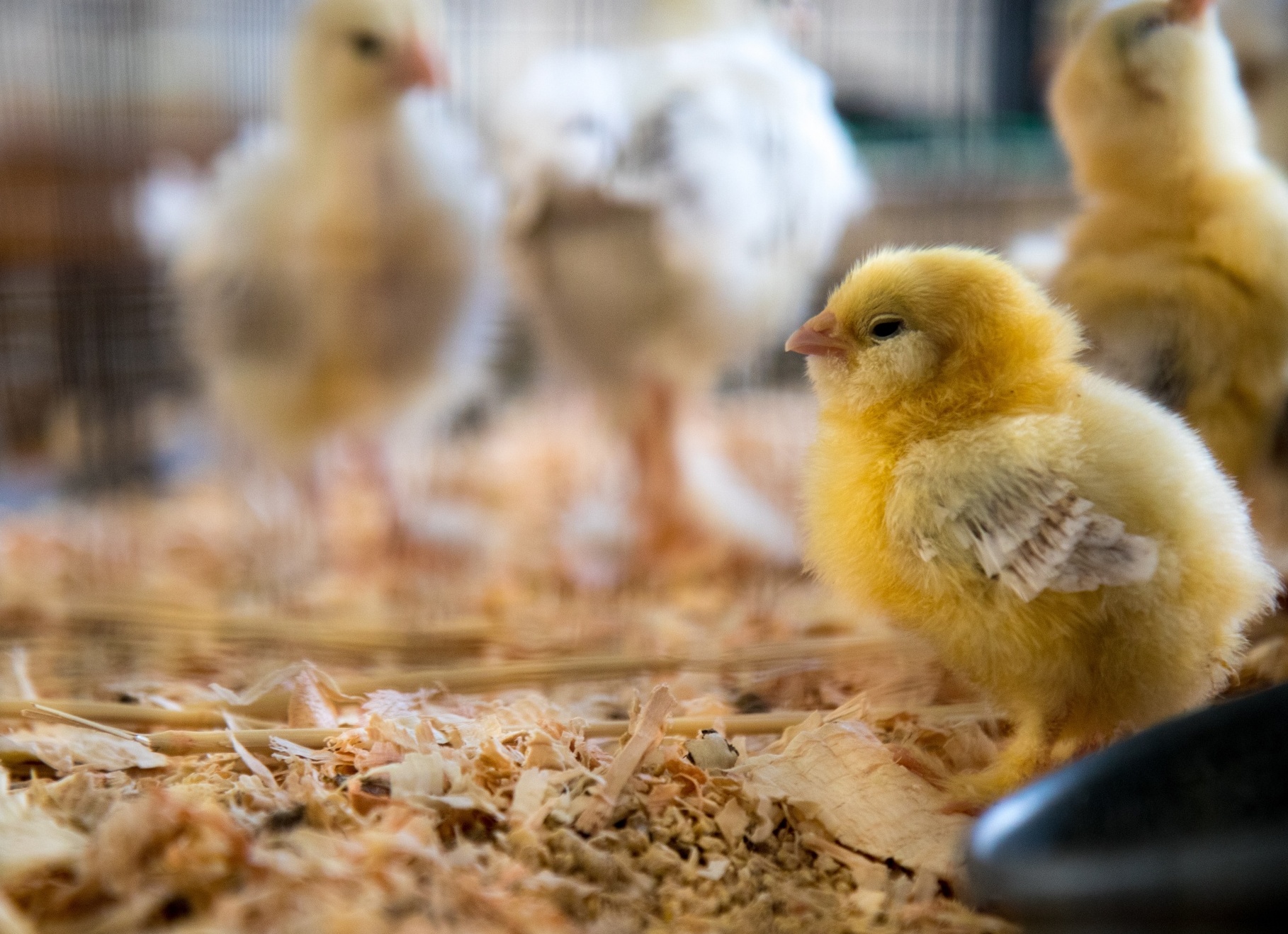 Болезни цыплят