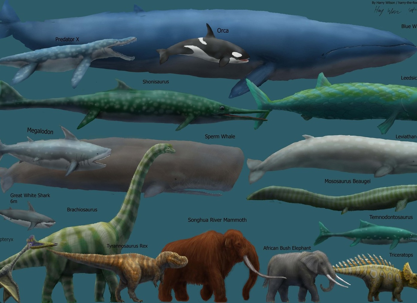 Синий кит- самое большое животное на планете!!