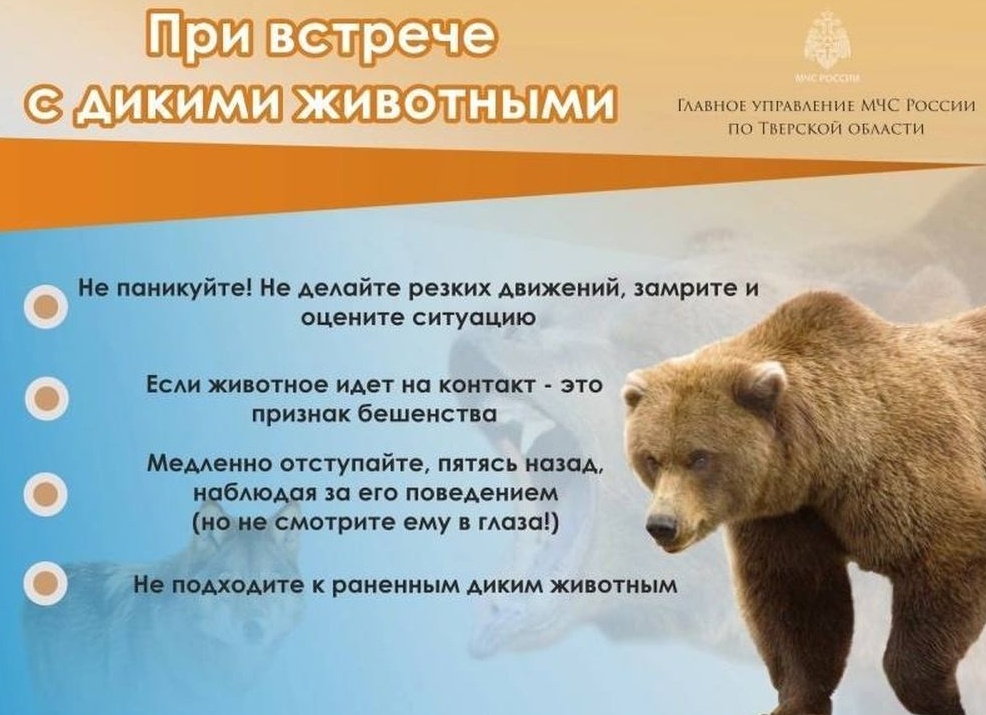 Что делать при встрече с диким зверем?
