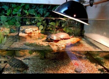 Красноухая черепаха в домашних условиях