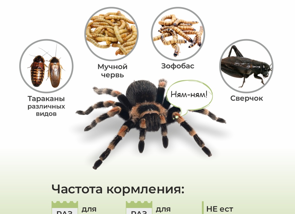 Как кормить домашнего паука
