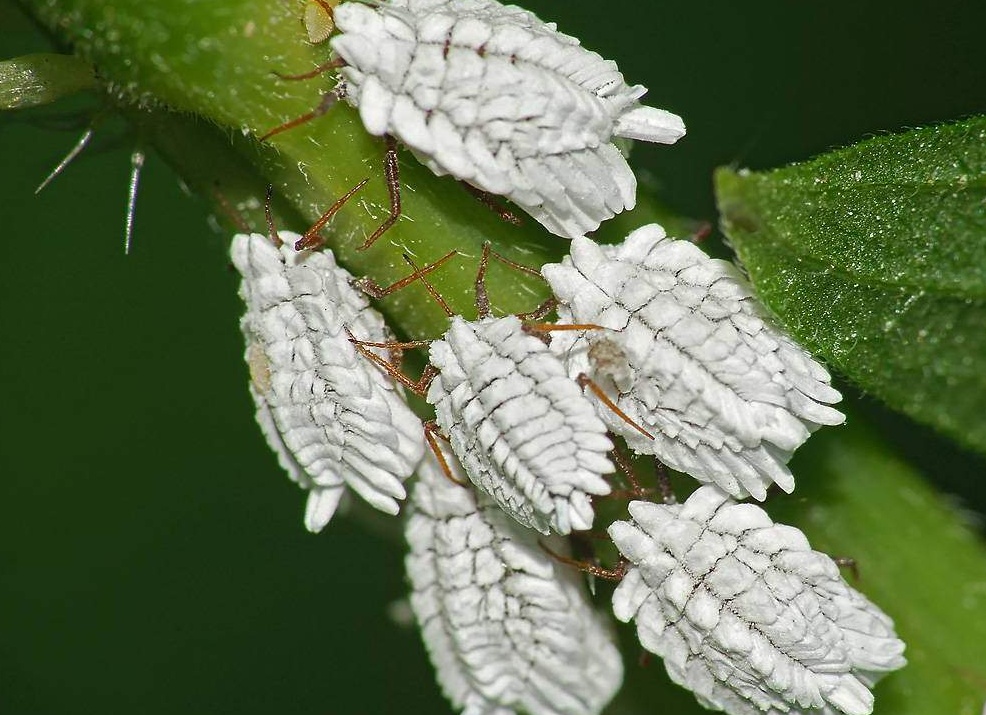Какие вещества выделяют насекомые?
