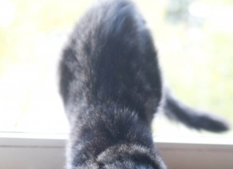 Кошки-синоптики: самые точные приметы погоды Кошки-синоптики: самые точные приметы погоды