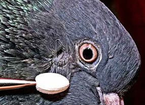 Где у птиц уши