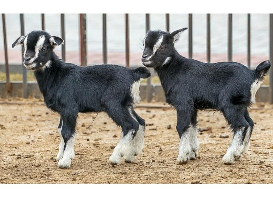 камерунская коза