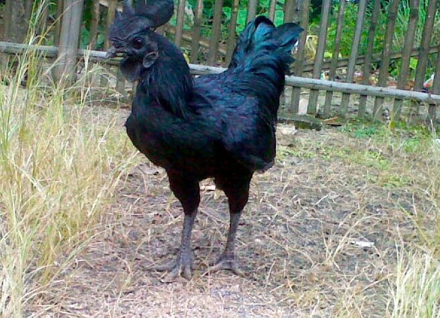 Аям чемани - порода абсолютно черных кур