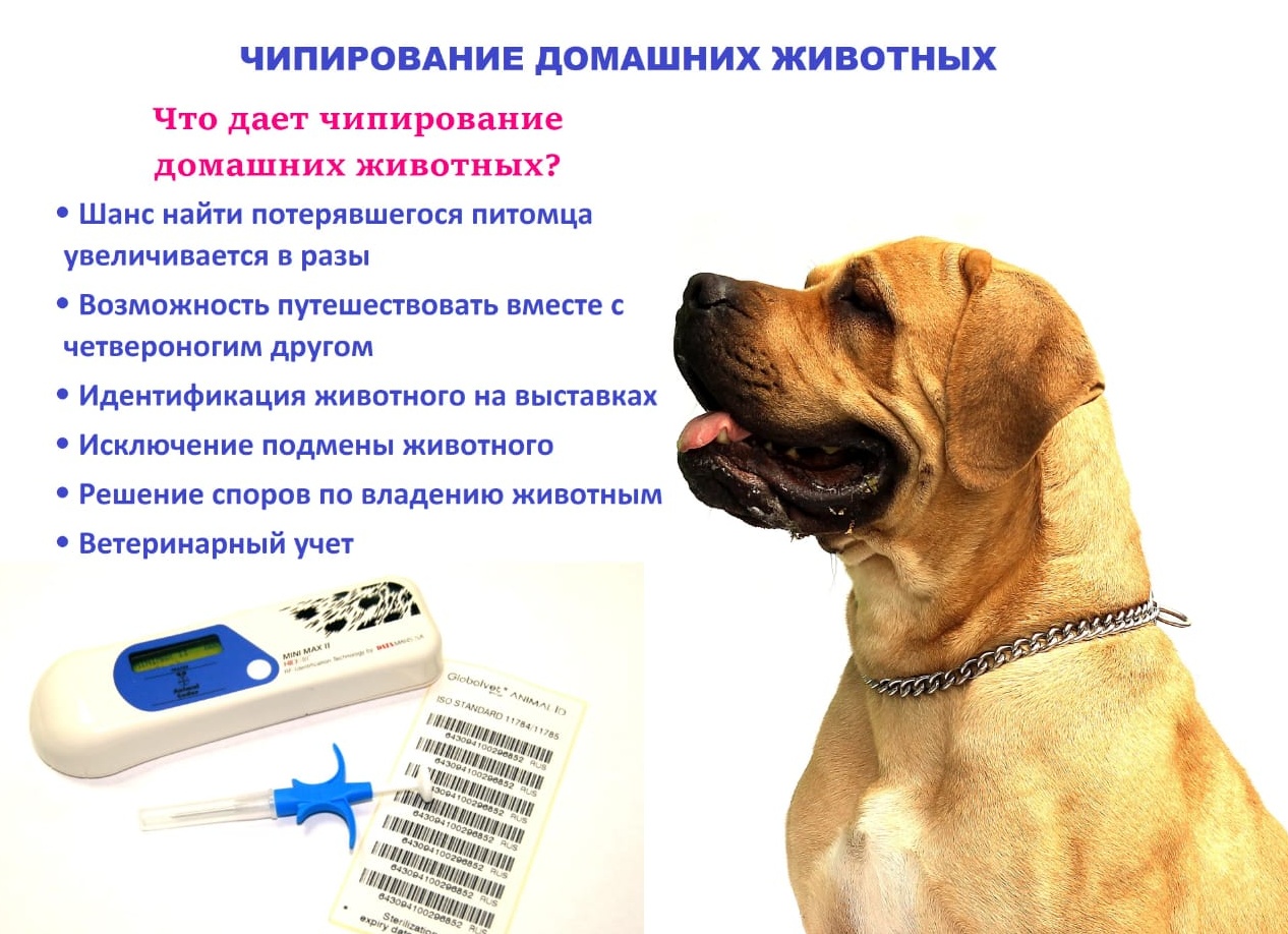Чипирование домашних животных
