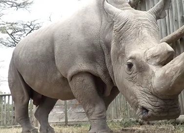 Умер последний самец белого носорога