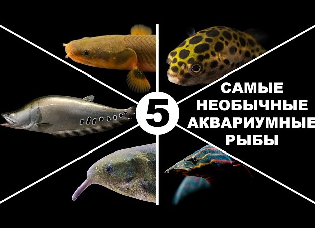 Необычные аквариумные рыбы