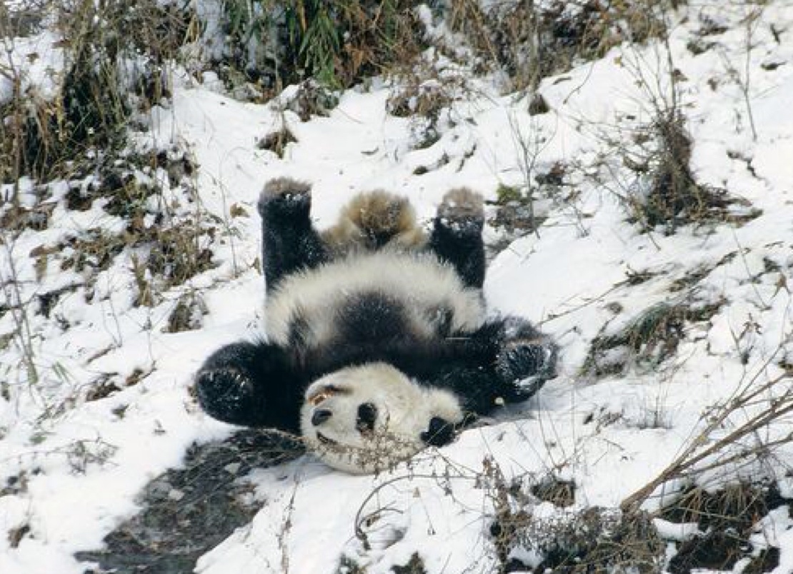 Почему панды черно-белые?