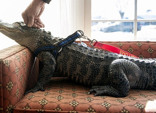 Крокодил в домашних условиях Крокодил в домашних условиях