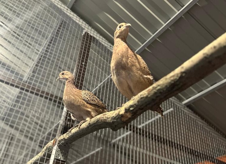 Чем кормить фазанов в домашних условиях: корма и витамины Чем кормить фазанов в домашних условиях: корма и витамины