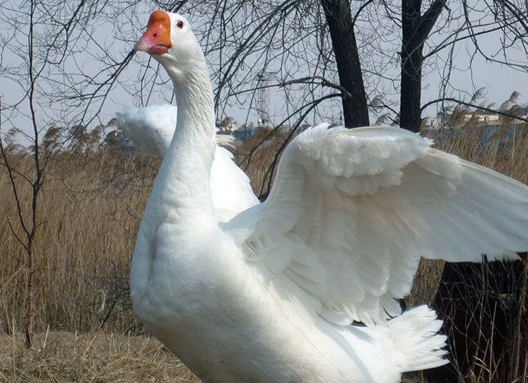 Гуси породы Линдовская, Гуси Линда, Горьковские гуси, Gorki Goose, Lind Goose