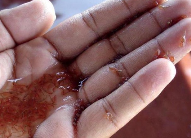 артемия замороженная корм для рыб