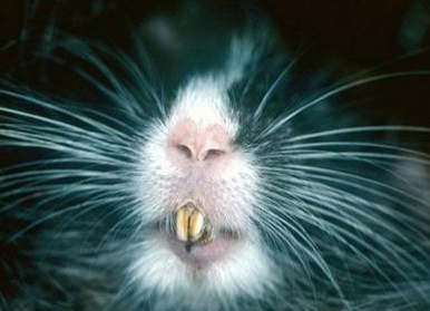 Топ-20 самых необычных животных, найденных за последние 20 лет