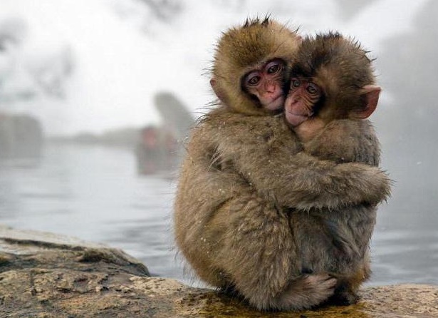 ÑпонÑÐºÐ°Ñ Ð¼Ð°ÐºÐ°ÐºÐ°