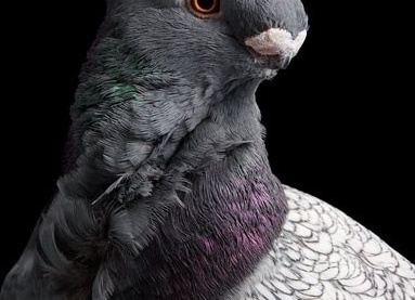 домашний голубь АВтор фото: Tobias Kresse