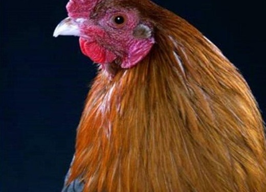 Домашняя птица - курица