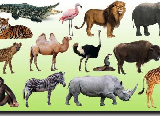 ÑаÑÑÑво живоÑнÑе обÑÐ°Ñ Ñ
аÑакÑеÑиÑÑика