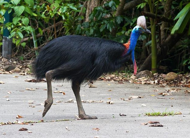 Ñедкие кÑаÑивÑе живоÑнÑе миÑа