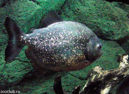 Пиранья, фото рыбы картинка