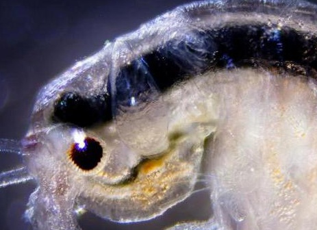 артемия корм для рыбок как развести