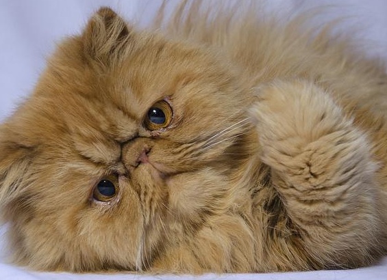 пеÑÑидÑÐºÐ°Ñ Ð¿Ð¾Ñода коÑек Ñ
аÑакÑеÑ