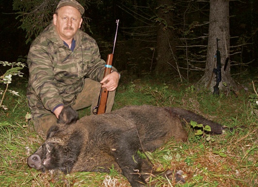 Охота на кабана, охота на кабана на овсах, охота на кабана из засидки, охота на кабана ночью, охота на кабана на кабаньих переходах, безопасность на охоте на кабана, как стрелять кабана на охоте
