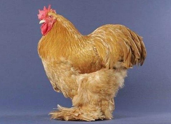 Домашняя птица - курица