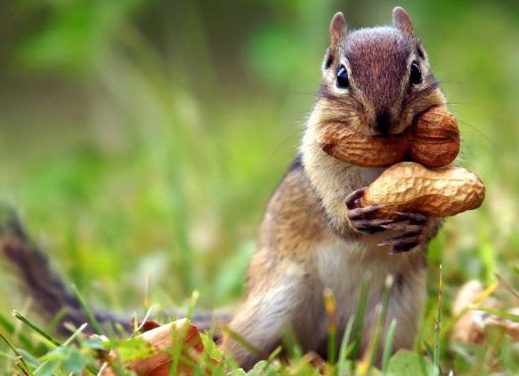 Ñ
аÑакÑеÑиÑÑика ÑаÑÑÑва живоÑнÑе колиÑеÑÑво видов