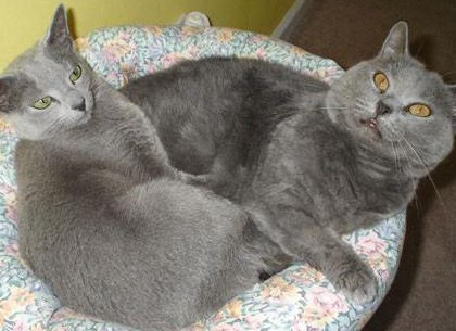 ÐÑобенноÑÑи Ñ
аÑакÑеÑа ÑÑÑÑкие голÑбÑе коÑки