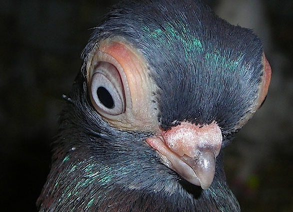 домашний голубь Автор фото: John Adams