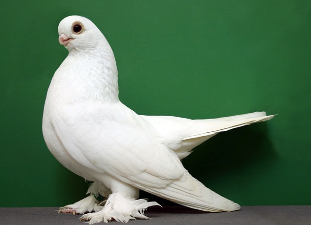 домашний голубь Источник фото: palmix1.com