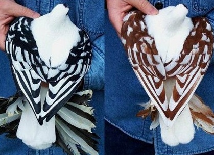 домашний голубь Источник фото: abumostafa2.wordpress.com